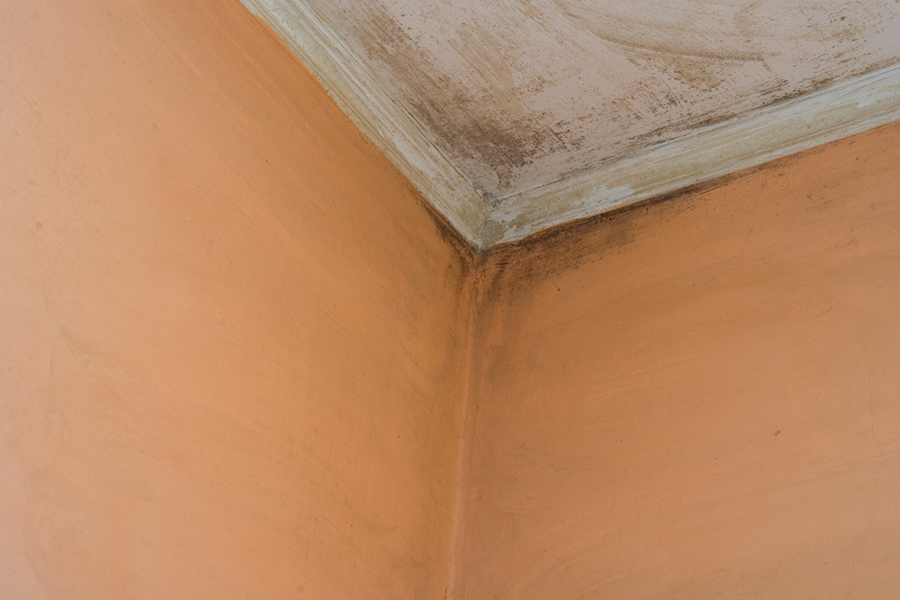 Remove Mould From Walls